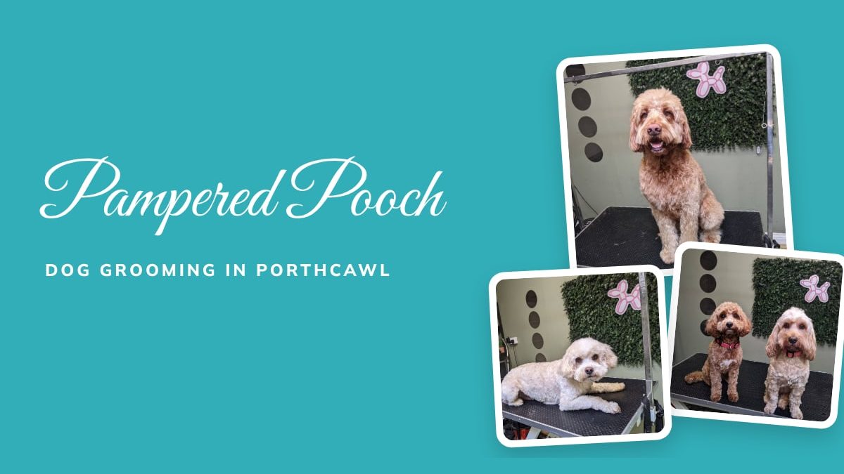 Pampered Pooch